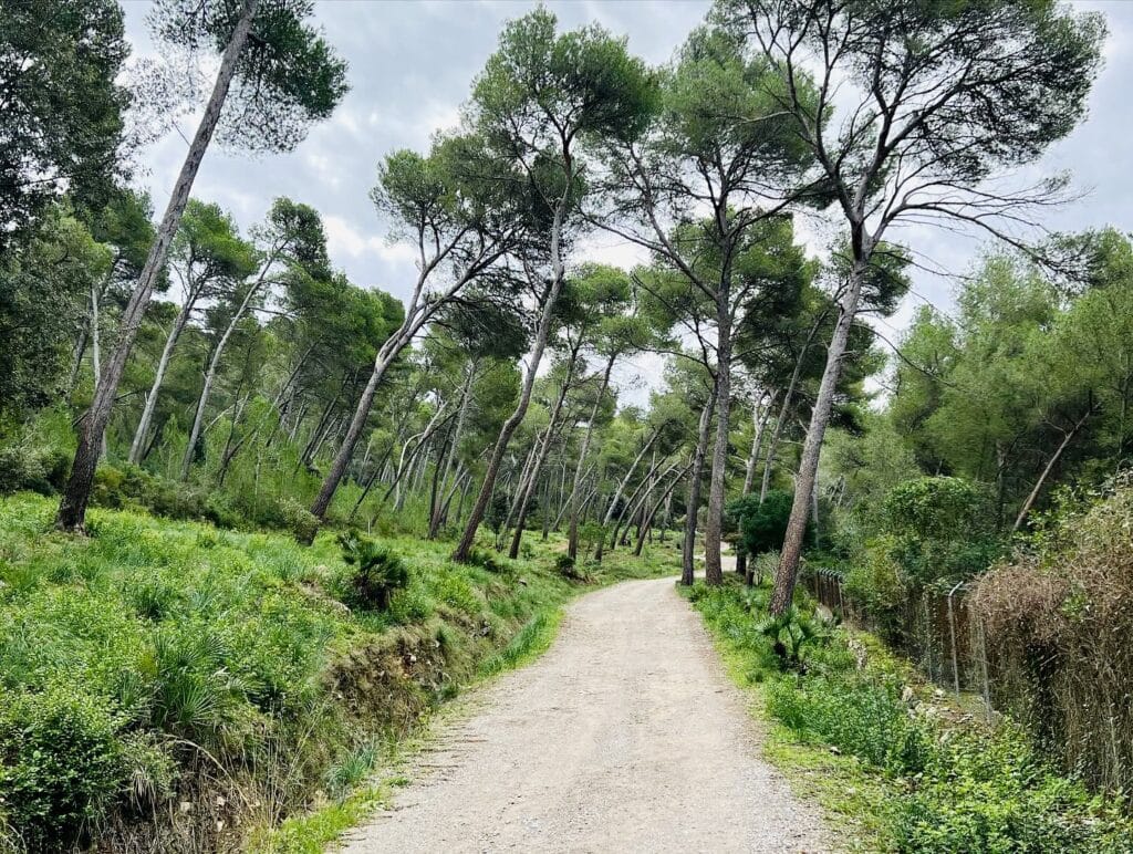 gravel road climbing to Puig de Sant Mari