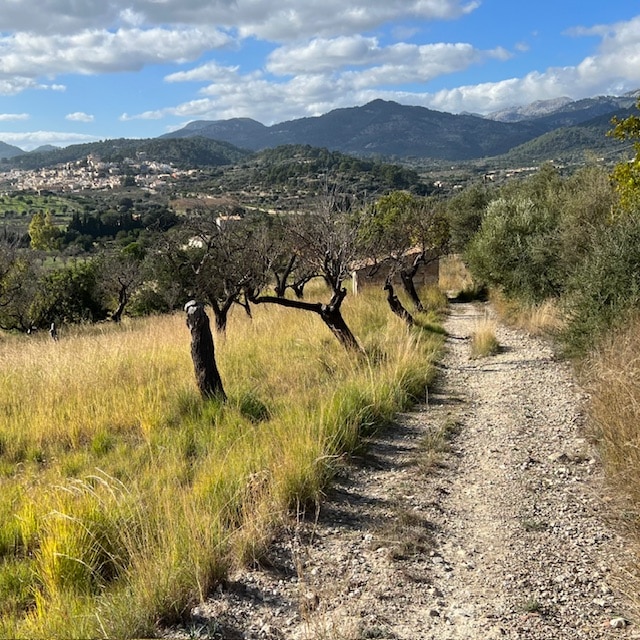 Gravel Road with Olive Trees near Selva Mallorca